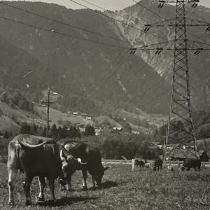 Könnte beinhalten: Schwarz-Weiß-Fotografie von Kühen, die auf einer grünen Weide grasen, mit Bergen im Hintergrund. Im Hintergrund steht ein großer Strommast. Das Bild ist eine Vintage-Postkarte.