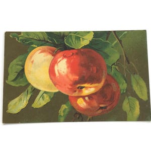 Antike Italienische Postkarte – Jugendstil Äpfel – Serie Artistica Velluto, um 1900
