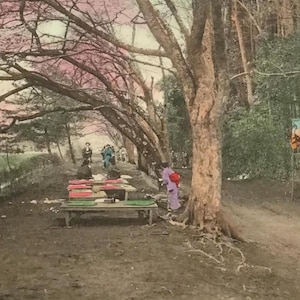 Carte postale japonaise ancienne – Chemin en fleurs de cerisier avec étals de thé, teintée à la main au début des années 1900