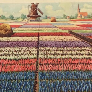 Cartolina olandese d'epoca – Campi di fiori olandesi con mulino a vento e giacinti