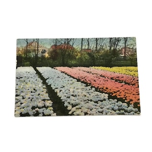 Carte postale hollandaise vintage de 1930 - Champs de tulipes, Pays-Bas - Scène florale colorée