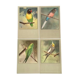 Cartoline di uccelli d'epoca – Set di 4 illustrazioni a colori – Serie Sluis – Inseparabile, Parrocchetto, Calopsitta e Pappagallo di Bourke