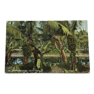 Carte postale hawaïenne ancienne - Plantation de bananes, carte postale privée, vers 1900
