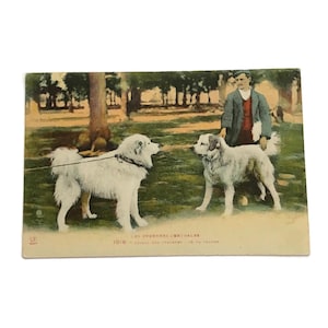 Carte postale française vintage • Chiens de montagne des Pyrénées • Scène pastorale vers les années 30 • Éphémères français