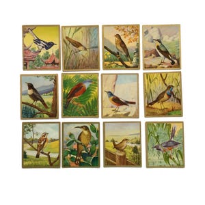 Conjunto de 12 cartões de pássaros vintage – colecionáveis ilustrados da natureza dos anos 1930