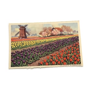 Postal holandesa antigua: campos de tulipanes y escena de molino de viento