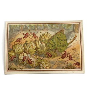 Cartão de inseto vitoriano antigo – Cena de colheita de insetos – Cromolitografia de fantasia – Efêmera da natureza c.1890