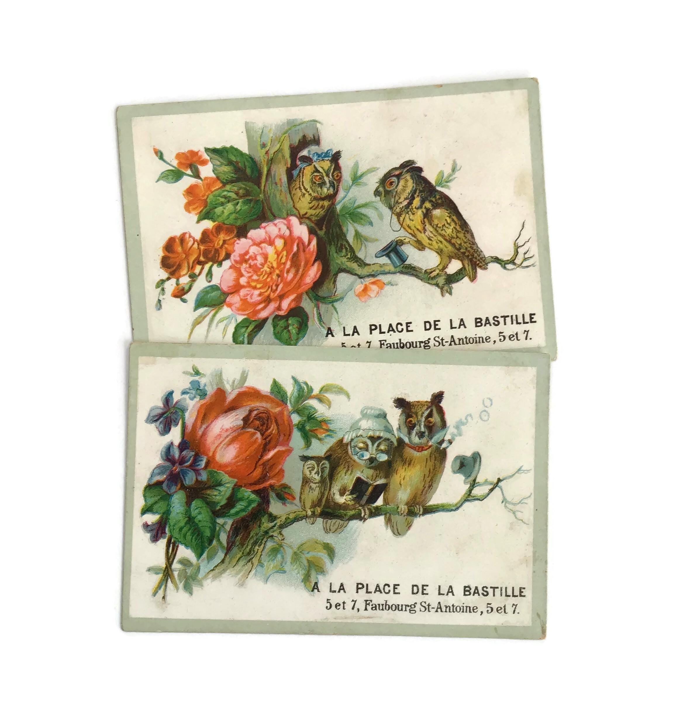 Antique French Owl Trade Cards, Anthropomorphic Birds and Flowers,