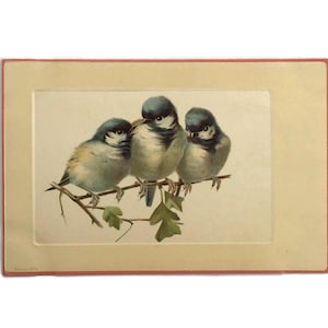 Cartão postal de pássaro antigo – Trio de pássaros azuis em um galho – Ephemera alemã – Início dos anos 1900