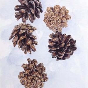 Pine Cones Watercolor- 12x16- Original Art- Brown, Blue- Botanic Illustration- 5 Pine Cones- Farmhouse Decor