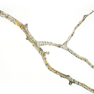 Aspen Branch Watercolor 18x24 Rustic Art Botanic Painting Brown, Rust, Grey, White image 2