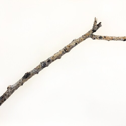 Aspen Watercolor- shops 18x24- Tree Branch- Original Painting- Wall Art- Brown, White