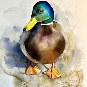 Ánade real de Salthouse: tarjeta de felicitación a partir de una acuarela original de Jennie Picton
