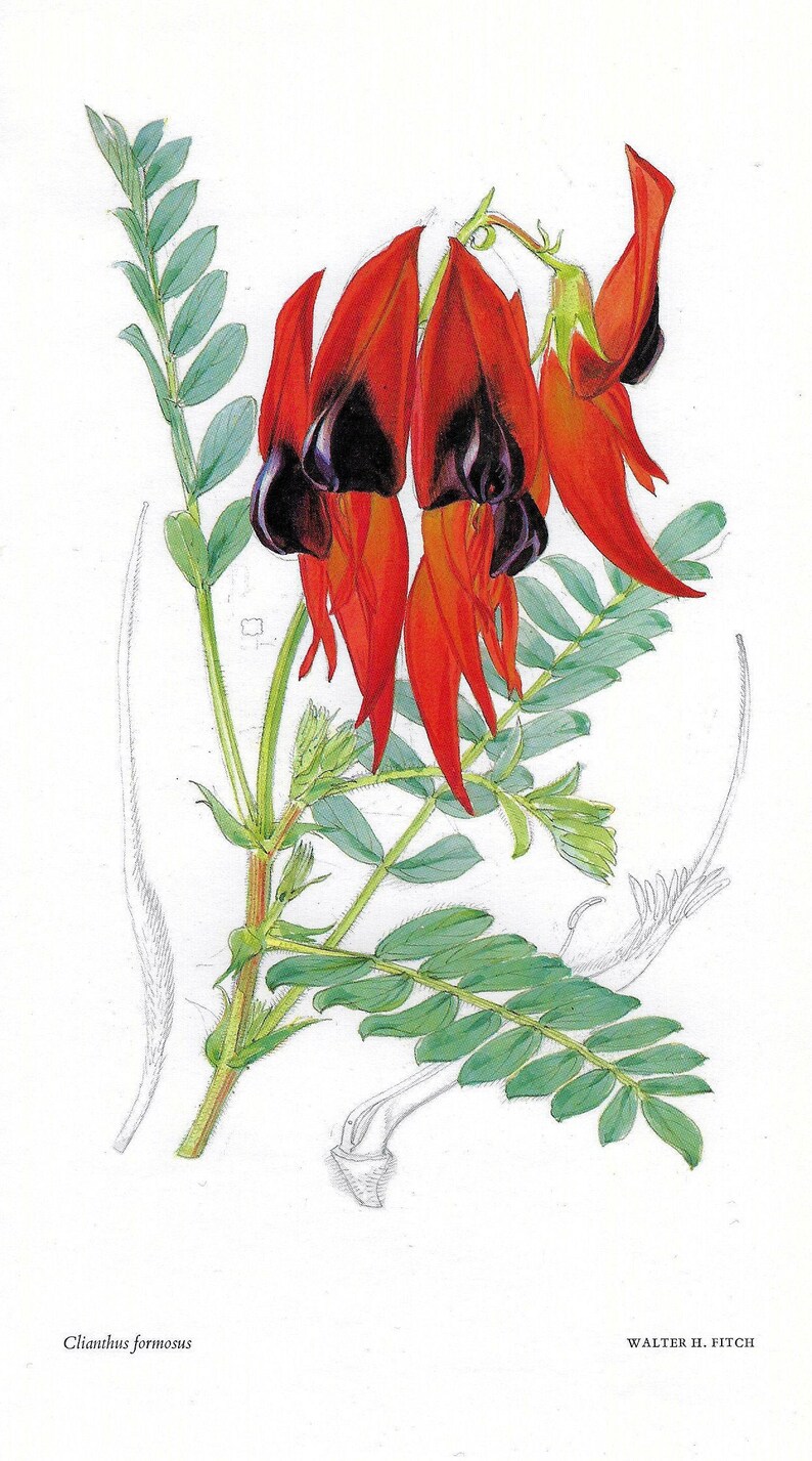 KEW GARDENS BOTANICAL Prints From Kew Gardens Prints by Etsy UK