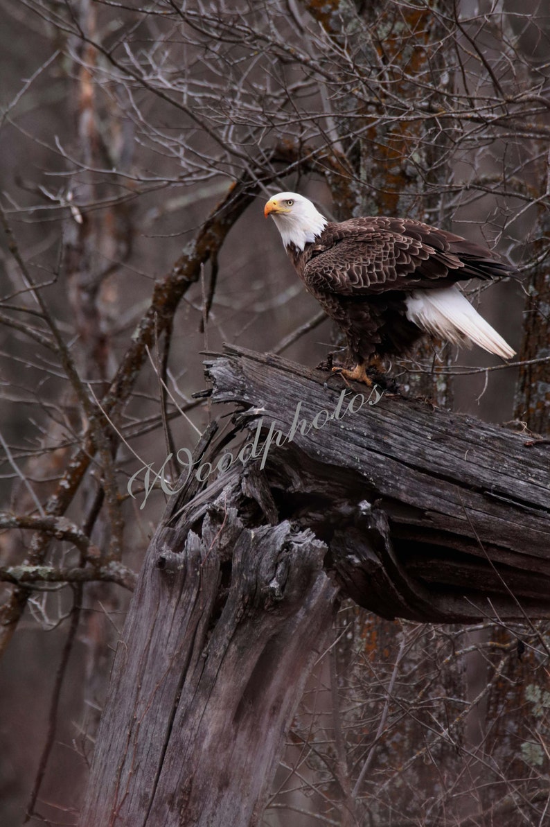 Digital Download Bald Eagle Color Photo Home Decor - Etsy