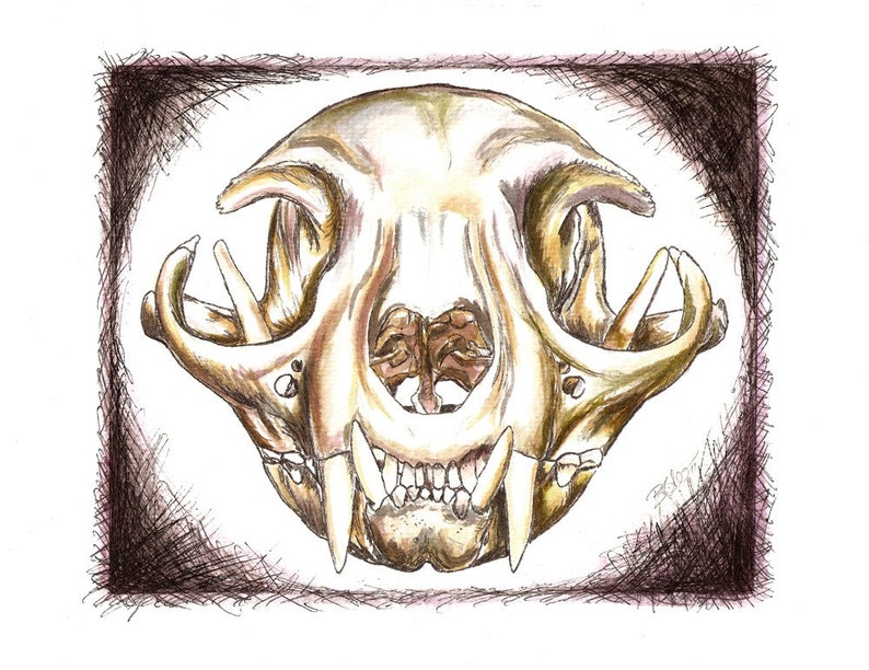 Chat Dessin Anatomie Art Crane De Chat D Origine Etsy Chat Dessin Anatomie Art Crane De Chat D Origine Etsy