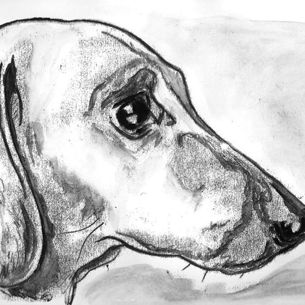 Dachshund dog portrait, Sausage, original dog artwork in ink.