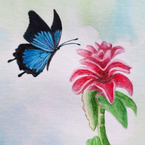 Butterfly and Costus Flower Original Watercolor painting