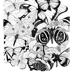 16&quot; x 20&quot; Photo reproduction of Butterfly line art Unframed artwork on paper by Katy Clark