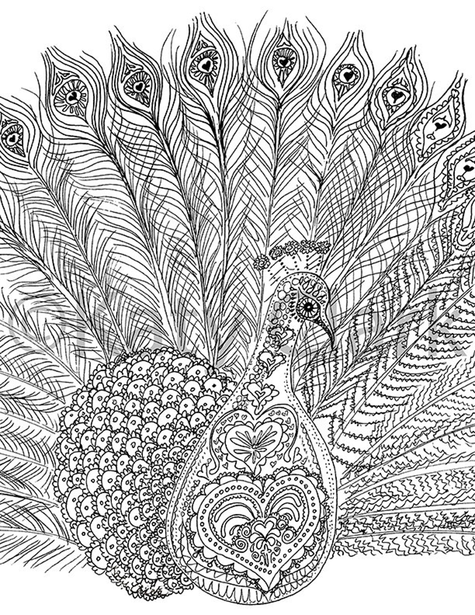 Peacock Adult Coloring Page DIGITAL File - Etsy