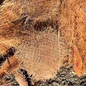 Palm Bark Fiber, Organic Palm Fiber, Wedding Decor, approximately 5 ounces/ 6-8 pcs, Natural Palm Bark Fiber for Crafts.