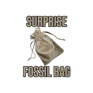 Surprise Fossil Bag - Fossil Specimens - Collectibles