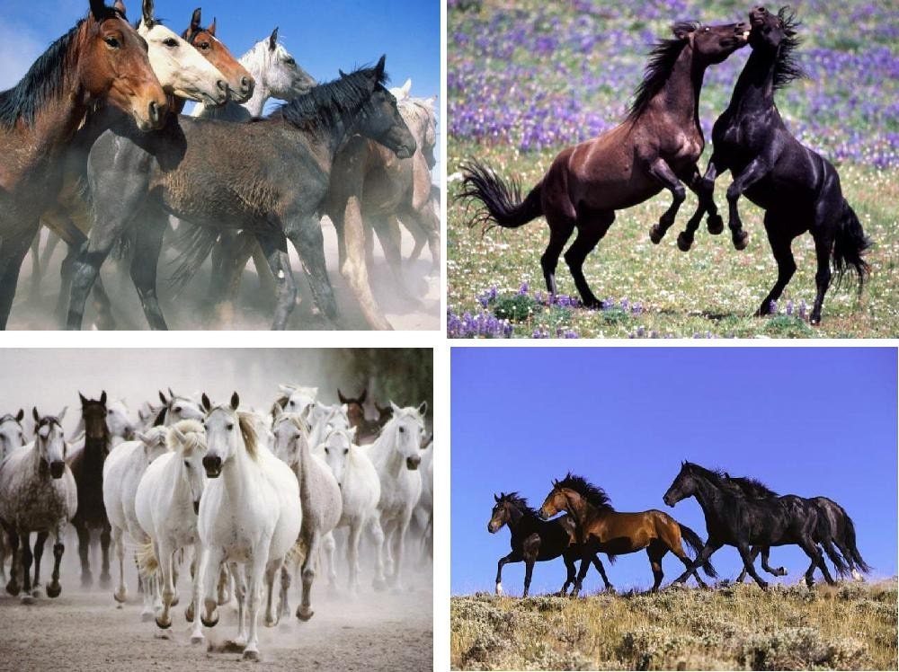 Lot Of 12 Horse Pony Fabric Panel Quilt Squares Etsy