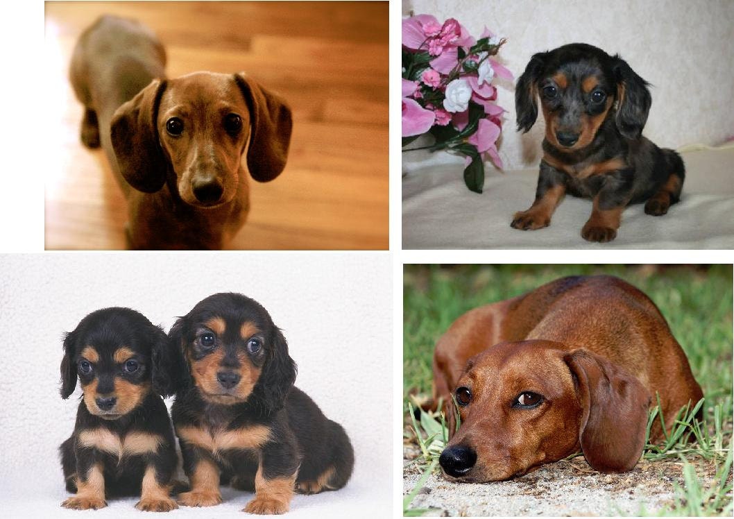 Lot Of 4 Miniature Dachshund Dog Fabric Panel Quilt Blocks Etsy