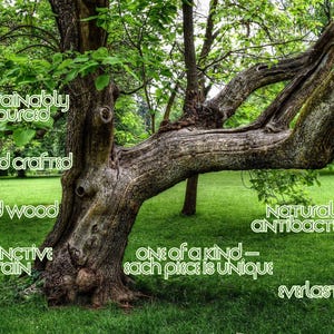 K&ouml;nnte beinhalten: Ein gro&szlig;er Baum mit einem strukturierten, braunen Stamm und &Auml;sten, vor einem gr&uuml;nen Rasen. Das Bild enth&auml;lt den Text "sustainably sourced", "hand crafted", "solid wood", "distinctive grain", "naturally antibacterial", "one of a kind - each piece is unique" und "everlasting".