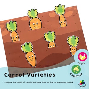 Carrot Varieties -Printable preschool resources for children to compare the height of carrots and place them on the corresponding shadow