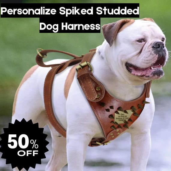 Bulldog Custom Made Leather Dog Harness Personalized Spiked