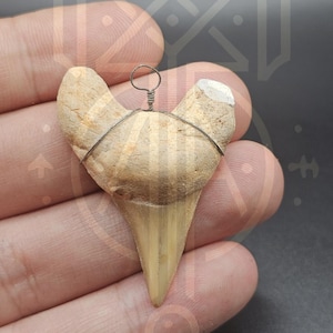 shark teeth shark