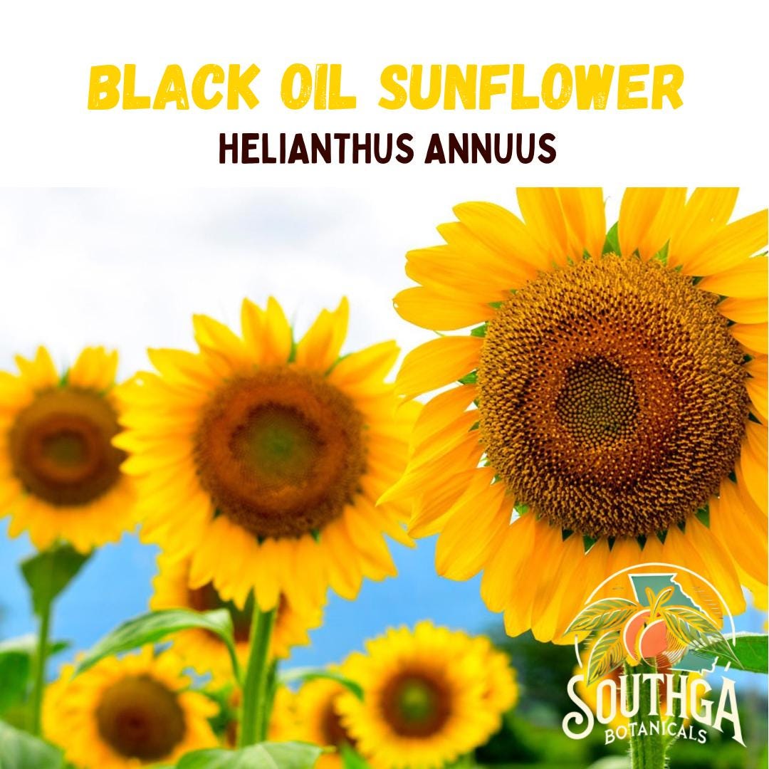 BULK Black Oil Sunflower Seeds for Planting | High-yield & Pollinator ...