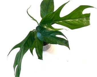 Baltic Blue Pothos Live Plant