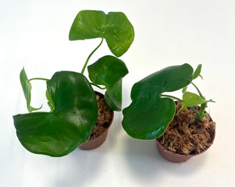 Philodendron Grazielae Live House Plant Rare Find