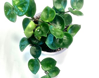 Hoya Chelsea Wax Plant 5" hanging basket