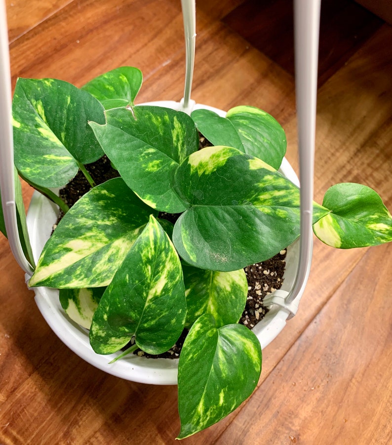 Golden Pothos Live House Plant 6 Hanging Basket Etsy