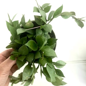Hoya Krohniana Super Silver 4&quot;Exact live plant