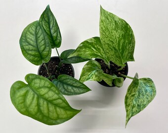 Marble Queen and Monstera Siltepecana 2.7" Live Plant Duo