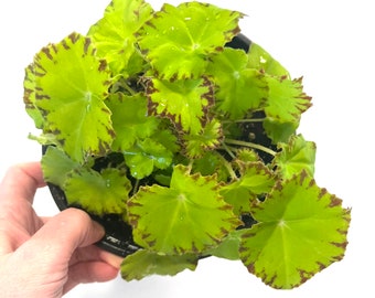 Begonia rex Shadow King Lemon Love Live Houseplant