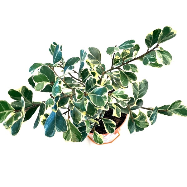 Ficus Triangularis Variegated fig Live Plant 4" Pot