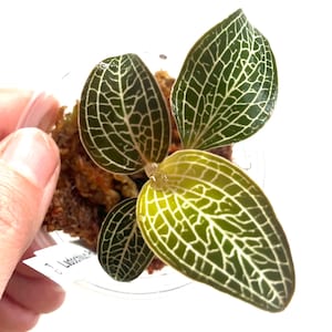 Jewel Orchid Ludochilus Poly Starter Plant Exact Plant