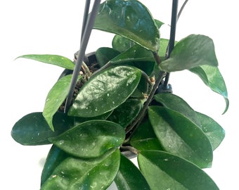 Hoya Carnosa Live Plant 3 inch Hanging basket