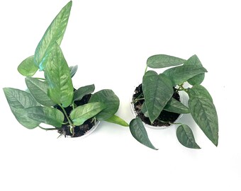 Cebu Blue Epipremnum  Pinnatum Starter Plant 3" Pot