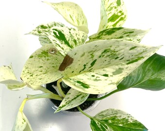 Snow Queen Pothos High Variegation Plant Multiple Sizes