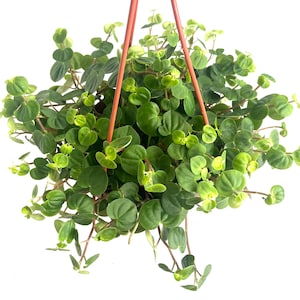 Peperomia Serpens 5" Hanging Basket Exact Houseplant