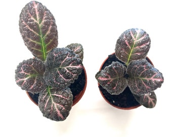 Episcia Cupreata Copper Houseplant