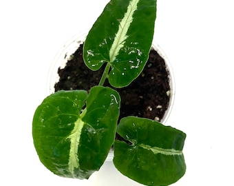 Wendlandii Syngonium Arrowhead Plant