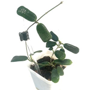 Hoya Rotundifloria 3" tall pot trellises plant