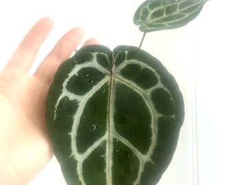 Doc Block Anthurium "Michelle" 4" Exact Plant